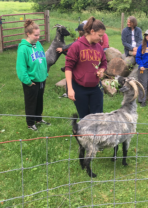 Goat feeding
